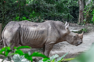 White Rhinoceros © YK