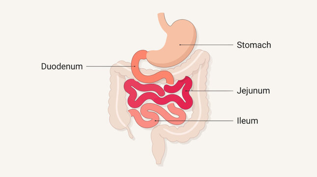 Human digestive system vector illustration showing the stomach along with duodenum, jejunum, and ileum segments for medical educational display purposes