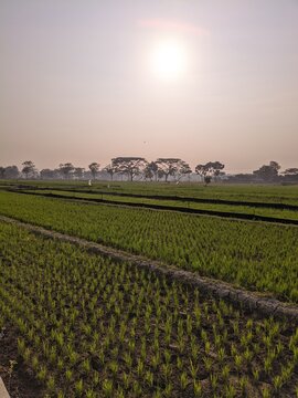 pagi hari yang tenang