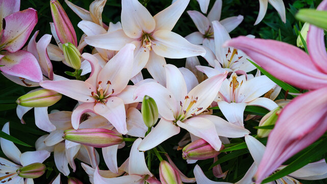 A delicate lily flower against a natural background. A flower bed in the park.