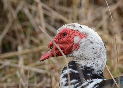 Domestic Muscovy Duck (Cairina moschata) portrait, side view, facing left.