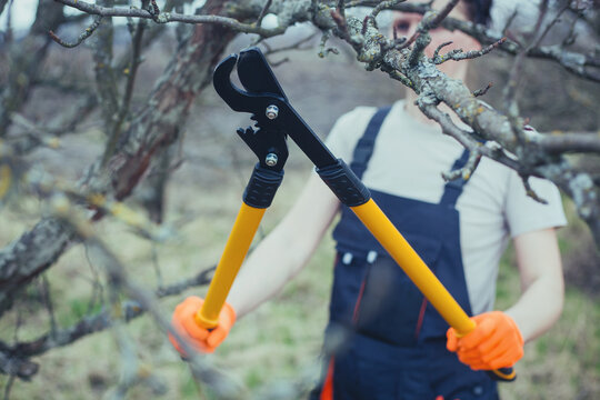 Worker holds pruner to cut branches on shrub in garden on clear day.