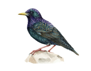 Fototapeta premium Common Starling watercolor illustration isolated on background. Sturnus vulgaris bird for nature education, identification guides, classroom materials, wildlife posters and educational publishing.