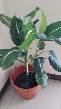 Belonging to the Araceae family, this plant is as one of the species that can help purify indoor air."