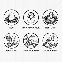 Fototapeta premium Bird growth cycle icons depict stages from egg to mature robin in clean line vectors.