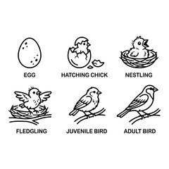 Fototapeta premium Bird life cycle stages are depicted through a series of six black and white line art illustrations, showcasing the development from an egg to an adult bird.