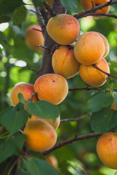 Fresh ripe apricots growing on a summer fruit tree