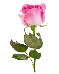 Fototapeta premium Beautiful deep pink rose with layered petals, green stem and leaves, isolated on transparent background with clipping path for wedding, floral, romantic and botanical design.