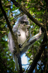Low angle shot of a wild grey langur monkey perching on a branch in the lush rainforest. © Arik Bintang