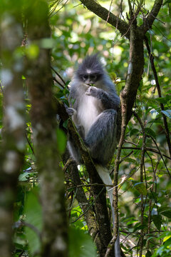 Low angle shot of a wild grey langur monkey perching on a branch in the lush rainforest.