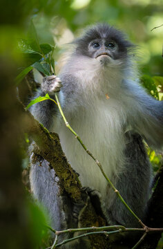 Low angle shot of a wild grey langur monkey perching on a branch in the lush rainforest.