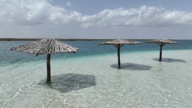 Aerial view of Banco de arenas Grand Grossier with rustic wooden umbrellas standing in the clear shallow turquoise water in Monte Cristi, Monte Cristi, Dominican Republic.