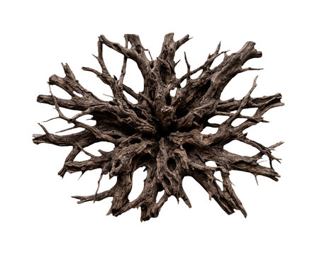 Gnarly tree root system isolated on a black background