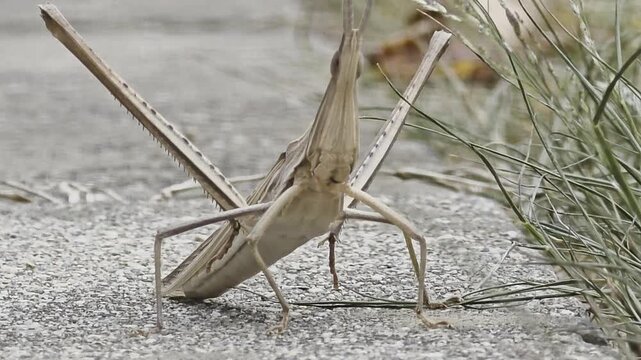 
Front view of oriental long-headed grasshopper perched on gravel, 4K macro


