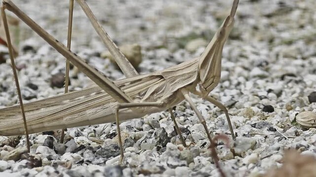 
Oriental long-headed grasshopper in the scorching sun, side view

