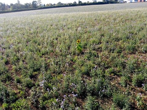 Aerial view of a single sunflower standing in a vast field of purple phacelia flowers under a clear sky in Wymington, England, United Kingdom.