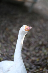 portrait of a goose © november_ampm