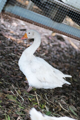 white swan in the nest © november_ampm