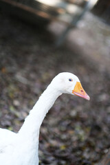 portrait of a goose © november_ampm
