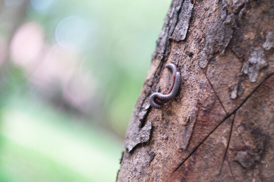 millipede on a tree