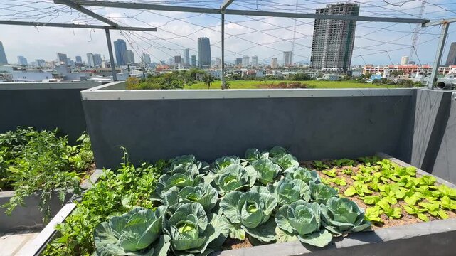 Rooftop garden raised bed with cabbage heads and leafy greens. Urban farming on last floor with cityscape view