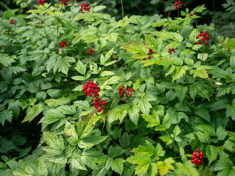 Bright red baneberries of Actaea growing among lush green leaves in a shaded woodland. Natural detail of a fruiting perennial plant with vivid red berries.
