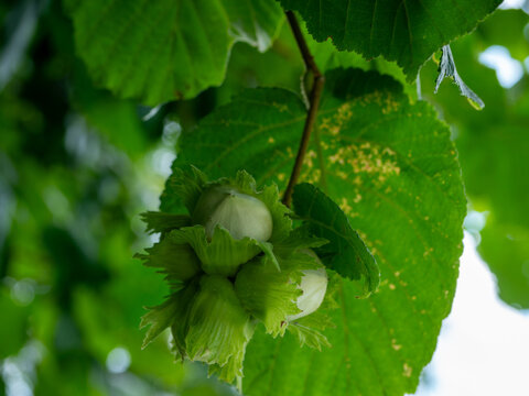 Fresh green hazelnuts ripening on a tree among lush leaves, ideal for healthy food, nutrition, organic farming, nut harvest, hazelnut oil, confectionery and natural ingredient concepts.
