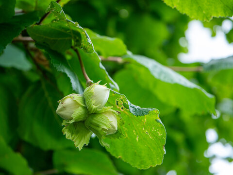 Fresh green hazelnuts ripening on a tree among lush leaves, ideal for healthy food, nutrition, organic farming, nut harvest, hazelnut oil, confectionery and natural ingredient concepts.
