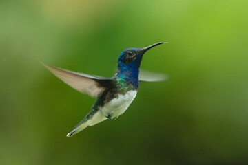 Obraz premium Male white-necked jacobin hovers with blurred wings