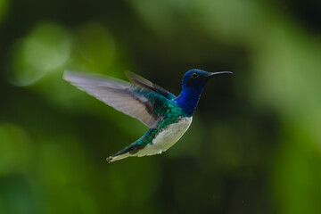 Obraz premium Male white-necked jacobin hovers with bokeh background