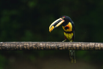 Naklejka premium Pale-mandibled aracari cocks head perching on log