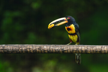 Naklejka premium Pale-mandibled aracari perches on log holding food