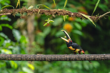 Naklejka premium Pale-mandibled aracari perches throwing food with beak