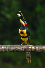 Naklejka premium Pale-mandibled aracari perches tossing food with beak