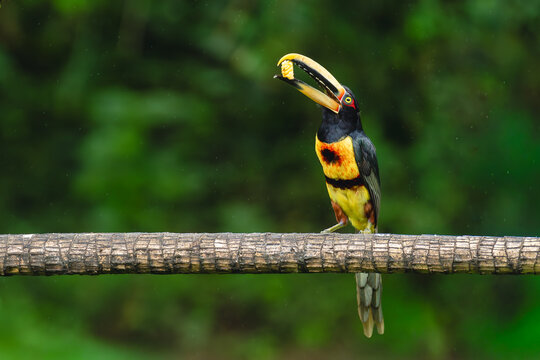 Pale-mandibled aracari perches with food in beak