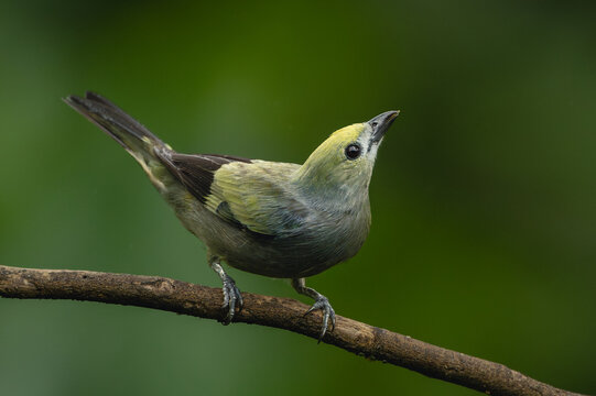 Palm tanager looks up from curved twig