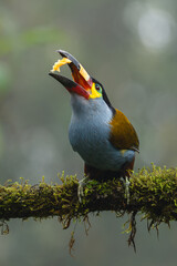 Naklejka premium Plate-billed mountain-toucan catches fruit on mossy branch