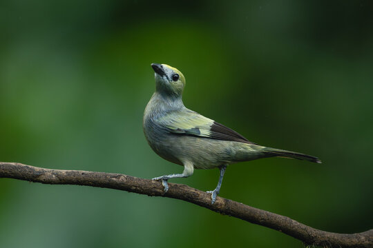 Palm tanager turns towards camera on branch