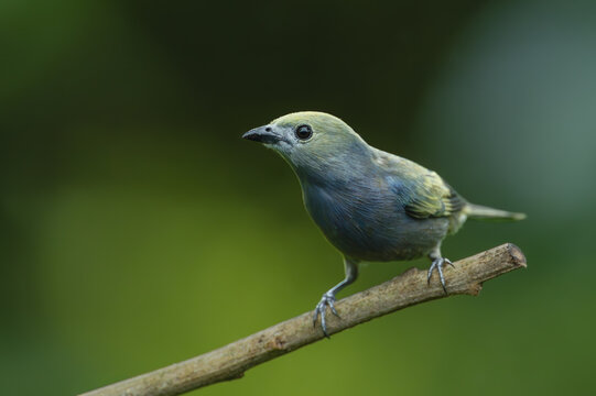 Palm tanager watches camera from diagonal branch
