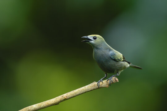 Palm tanager with catchlight calls from branch