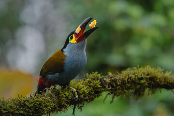 Naklejka premium Plate-billed mountain-toucan on mossy branch catches fruit