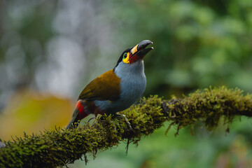 Naklejka premium Plate-billed mountain-toucan on mossy branch opens beak