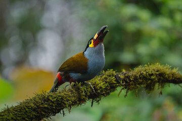 Naklejka premium Plate-billed mountain-toucan opens beak on mossy branch