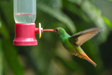 Obraz premium Rufous-tailed hummingbird flaps wings drinking at feeder