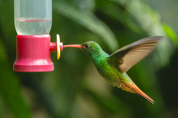 Obraz premium Rufous-tailed hummingbird flaps wings drinking from feeder