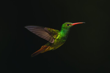 Obraz premium Rufous-tailed hummingbird hovers against green blurred background
