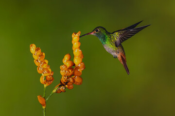 Obraz premium Rufous-tailed hummingbird hovers drinking from orange flower