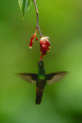 Obraz premium Rufous-tailed hummingbird hovers drinking below red flower