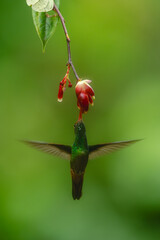 Obraz premium Rufous-tailed hummingbird hovers drinking under red flower