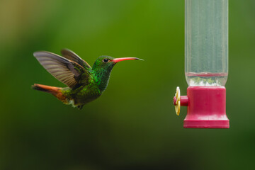 Obraz premium Rufous-tailed hummingbird lifts blurred wings by feeder